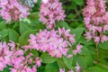 Deutzia hybrida Magicien creamy white flowers flushed with pink